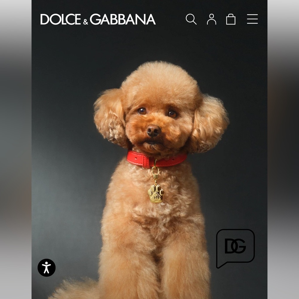 🔥 NEW LIMITED EDITON FÈFÈ DOLCE GABBANA M/L dog COLLAR AND FRAGRANCE